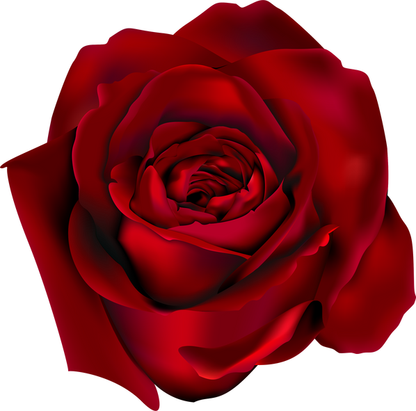 red rose flower illustration 4