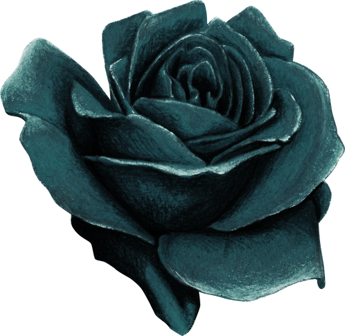 watercolor hand drawn realistic black rose