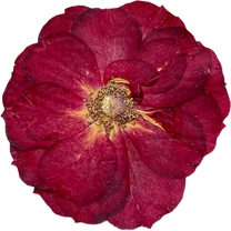 Dried Red Flower