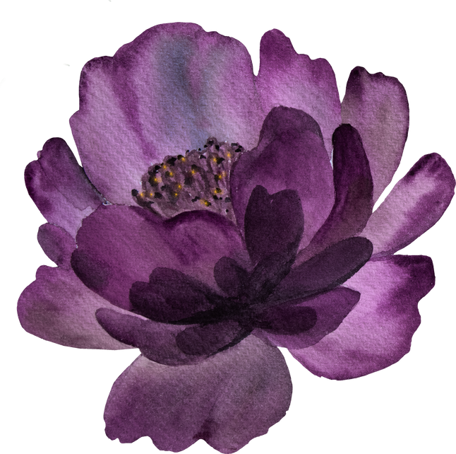 Watercolor Dark Purple Peony Flower Illustration Element